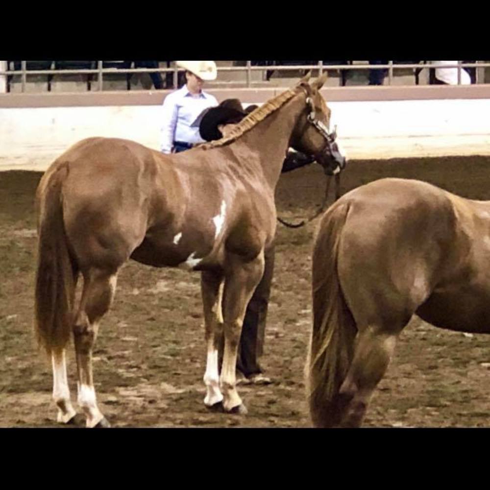 Meet your Posher, Barbara